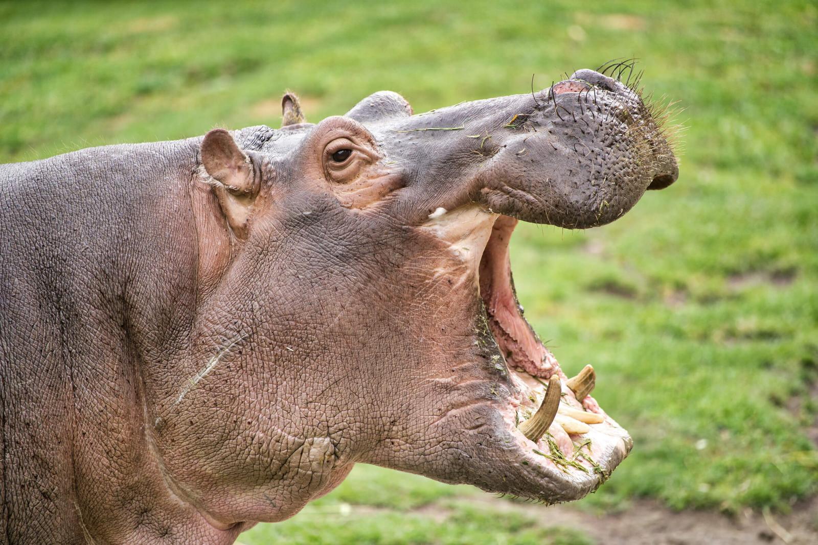 фото бегемота с открытым ртом